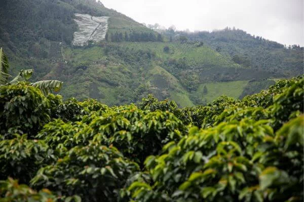 imagem de uma plantação de café em uma grande área