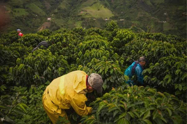 imagem de homens em uma plantação de café nas montanhas, colhendo grãos